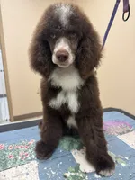 Shelby, a female Poodle - Standard  for sale in Valparaiso, IN – 3 of 10