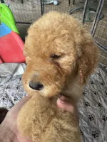 Goldie, a female Goldendoodle for sale in Valparaiso, IN – 3 of 3
