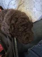 Bumble, a male Goldendoodle for sale in Valparaiso, IN – 3 of 6