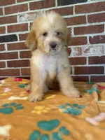 Dolly, a female Bernedoodle for sale in Valparaiso, IN – 3 of 4