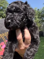 Buzz, a male Goldendoodle for sale in Valparaiso, IN – 2 of 6