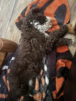 Shelby, a female Poodle - Standard  for sale in Valparaiso, IN – 8 of 10