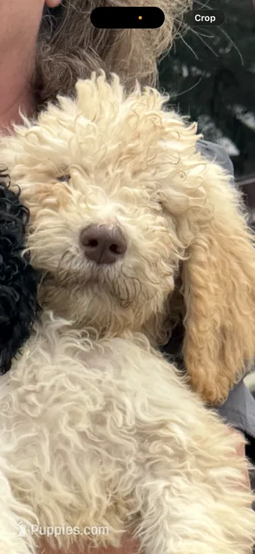 Sunny (dark blue) – Goldendoodle puppy for sale in Valparaiso, IN