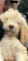 Sunny (dark blue), a male Goldendoodle for sale in Valparaiso, IN – 1 of 5