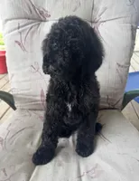 Queenie, a female Goldendoodle for sale in Valparaiso, IN – 2 of 4