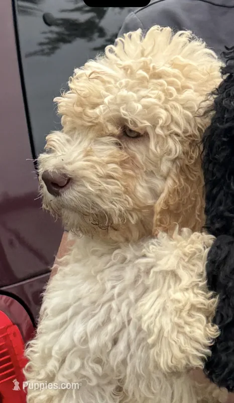 Honey (light blue) – Goldendoodle puppy for sale in Valparaiso, IN
