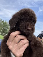 Bear, a male Goldendoodle for sale in Valparaiso, IN – 9 of 9