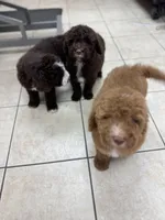 Hunter, a male Poodle - Standard  for sale in Valparaiso, IN – Photo 5 of 6
