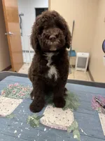 Hunter, a male Poodle - Standard  for sale in Valparaiso, IN – Photo 3 of 6