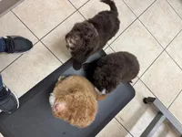 Hunter, a male Poodle - Standard  for sale in Valparaiso, IN – Photo 6 of 6