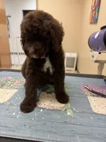 Hunter, a male Poodle - Standard  for sale in Valparaiso, IN – Photo 2 of 6