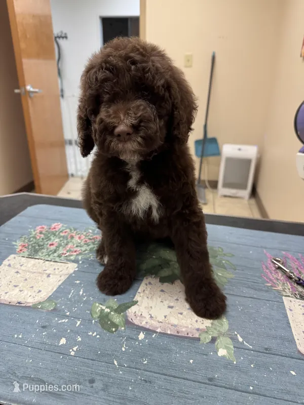 Hunter, a male Poodle - Standard  for sale in Valparaiso, IN – Photo 1 of 6