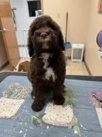 Hunter, a male Poodle - Standard  for sale in Valparaiso, IN – Photo 4 of 6