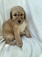 Sunny, a female Goldendoodle for sale in Valparaiso, IN – 2 of 4