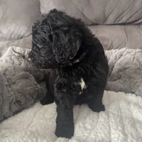 Silver, a male Bernedoodle for sale in Valparaiso, IN – Photo 2 of 3