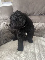 Silver, a male Bernedoodle for sale in Valparaiso, IN – Photo 2 of 3