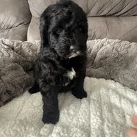 Silver, a male Bernedoodle for sale in Valparaiso, IN – Photo 3 of 3