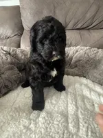 Silver, a male Bernedoodle for sale in Valparaiso, IN – Photo 3 of 3