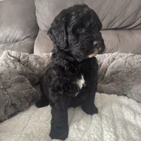 Silver, a male Bernedoodle for sale in Valparaiso, IN – Photo 1 of 3