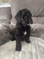 Silver, a male Bernedoodle for sale in Valparaiso, IN – Photo 1 of 3