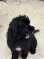 Silver, a male Bernedoodle for sale in Valparaiso, IN – Photo 2 of 7