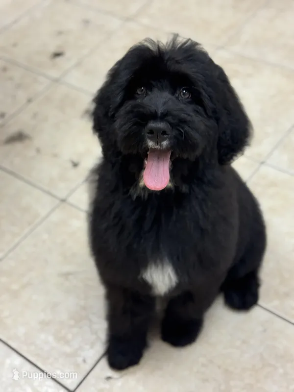 Silver – Bernedoodle puppy for sale in Valparaiso, IN