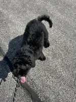 Silver, a male Bernedoodle for sale in Valparaiso, IN – Photo 4 of 7