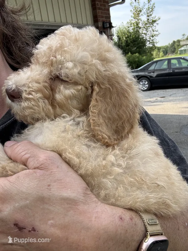 Sunny (dark blue) – Goldendoodle puppy for sale in Valparaiso, IN
