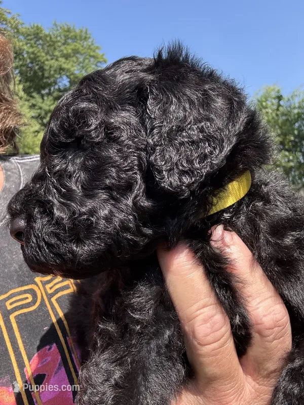 Buzz – Goldendoodle puppy for sale in Valparaiso, IN