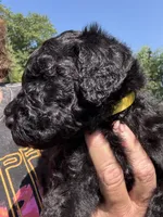 Buzz, a male Goldendoodle for sale in Valparaiso, IN – 1 of 6
