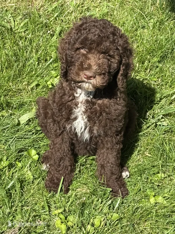 Hunter – Poodle - Standard  puppy for sale in Valparaiso, IN