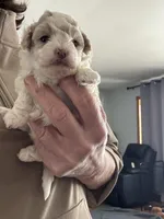 Libby, a female Pomapoo for sale in Valparaiso, IN – Photo 6 of 6