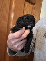 Lexi, a female Pomapoo for sale in Valparaiso, IN – Photo 5 of 6