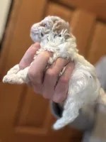 Libby, a female Pomapoo for sale in Valparaiso, IN – Photo 2 of 6