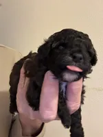 Lexi, a female Pomapoo for sale in Valparaiso, IN – Photo 1 of 6