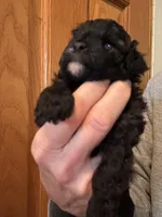 Lexi, a female Pomapoo for sale in Valparaiso, IN – Photo 2 of 6