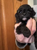 Lexi, a female Pomapoo for sale in Valparaiso, IN – Photo 6 of 6