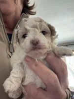 Libby, a female Pomapoo for sale in Valparaiso, IN – Photo 1 of 6