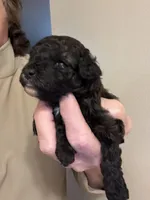 Lexi, a female Pomapoo for sale in Valparaiso, IN – Photo 3 of 6