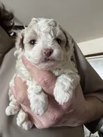 Libby, a female Pomapoo for sale in Valparaiso, IN – Photo 5 of 6