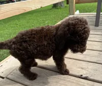 Bear, a male Goldendoodle for sale in Valparaiso, IN – 5 of 9