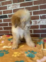 Dolly, a female Bernedoodle for sale in Valparaiso, IN – 2 of 4