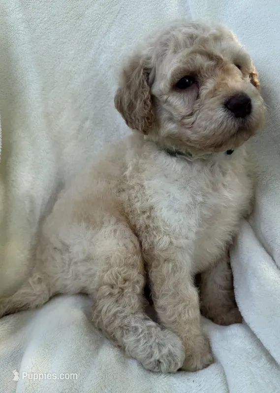 Honey (light blue) – Goldendoodle puppy for sale in Valparaiso, IN