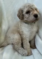 Honey, a male Goldendoodle for sale in Valparaiso, IN – 2 of 5