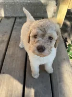 Honey (light blue), a male Goldendoodle for sale in Valparaiso, IN – 4 of 9
