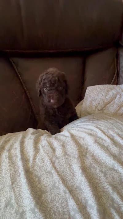 Bumble, a male Goldendoodle for sale in Valparaiso, IN – 5 of 6