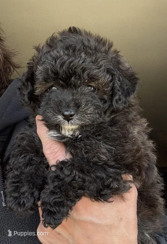 Lexi – Pomapoo puppy for sale in Valparaiso, IN