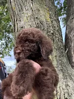 Bear, a male Goldendoodle for sale in Valparaiso, IN – 4 of 9