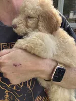 Sunny (dark blue), a male Goldendoodle for sale in Valparaiso, IN – 2 of 4
