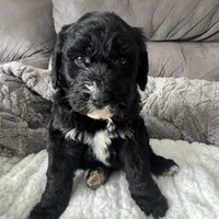 Red, a female Bernedoodle for sale in Valparaiso, IN – Photo 1 of 3